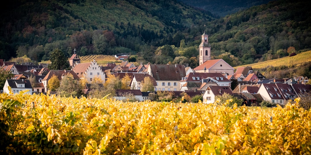 Vinresa till Alsace 2026 — Route des Vins, vinbyar och Colmar
