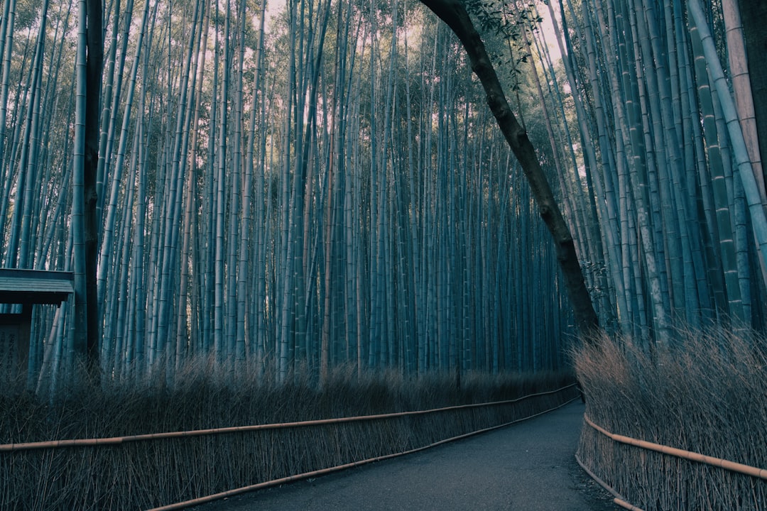 Arashiyama bambulund 2026 — Kyotos magiska utkant
