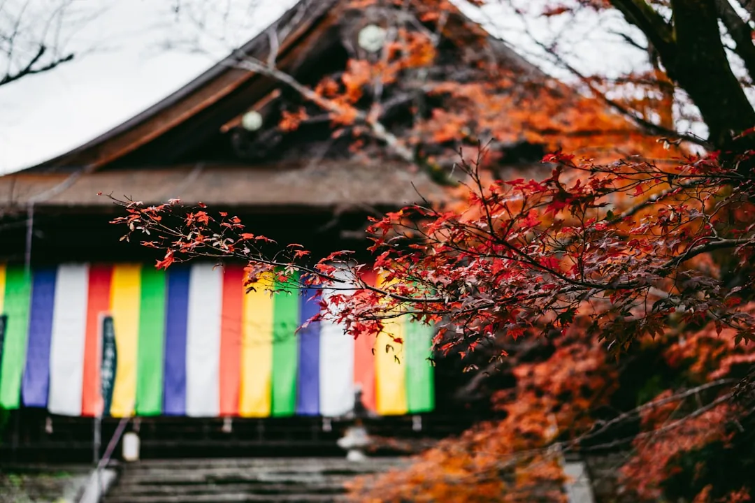 Japan på höstlovet 2026 — Höstfärger, mat och kultur