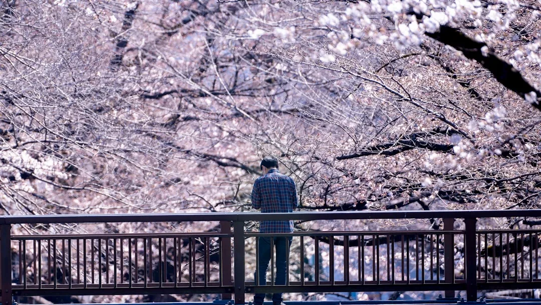 Körsbärsblommor i Japan 2026 — Bästa platserna och tiderna för hanami