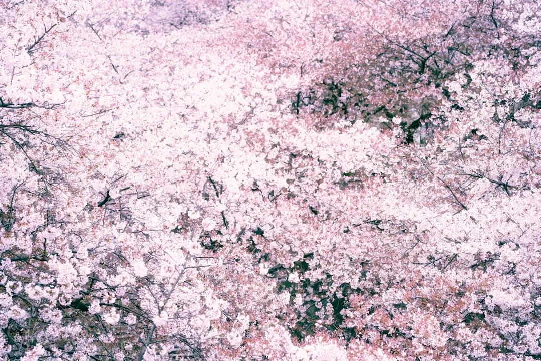 Väder i Japan 2026 — Bästa tiden att resa månad för månad