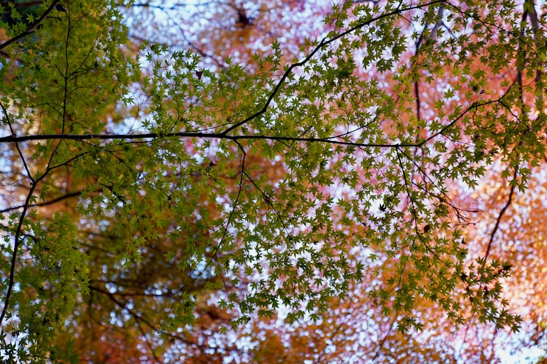 Japan på våren eller hösten 2026 — Körsbärsblom vs höstfärger