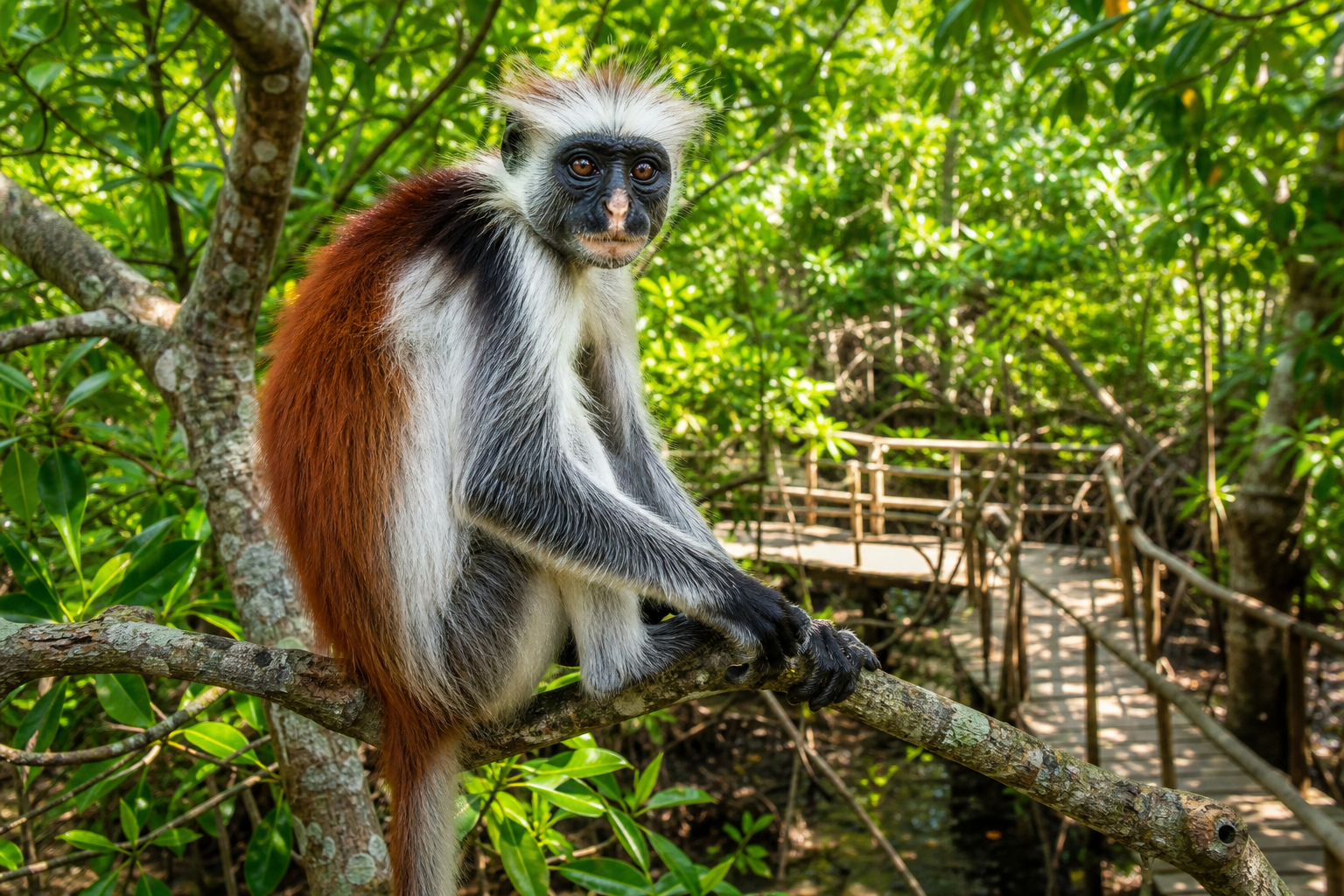 Jozani Forest 2026: red colobus-apor och mangroveskog
