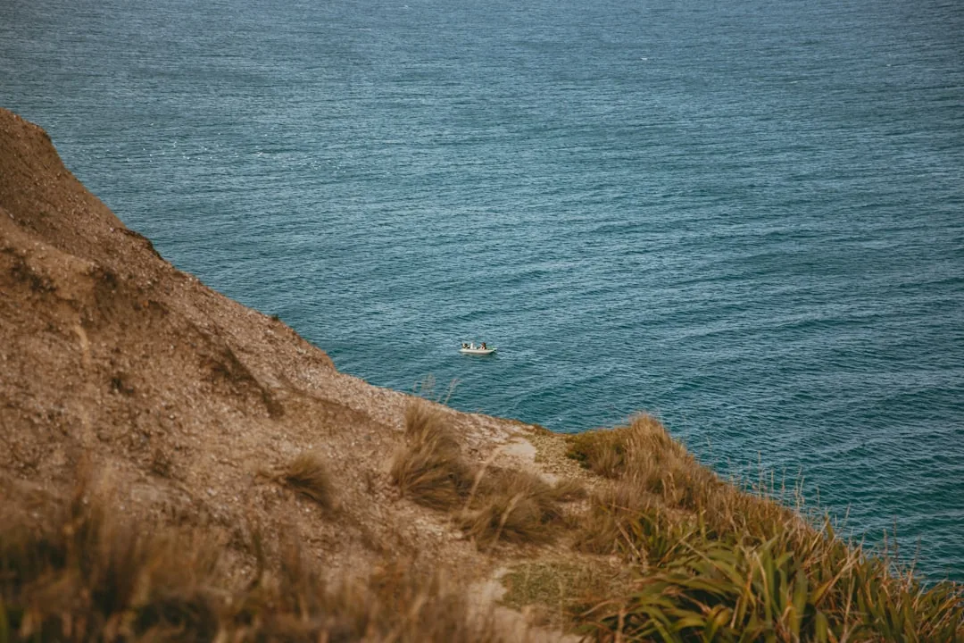 Valskådning i Kaikoura 2026 — Kaskeloter, delfiner och sälar