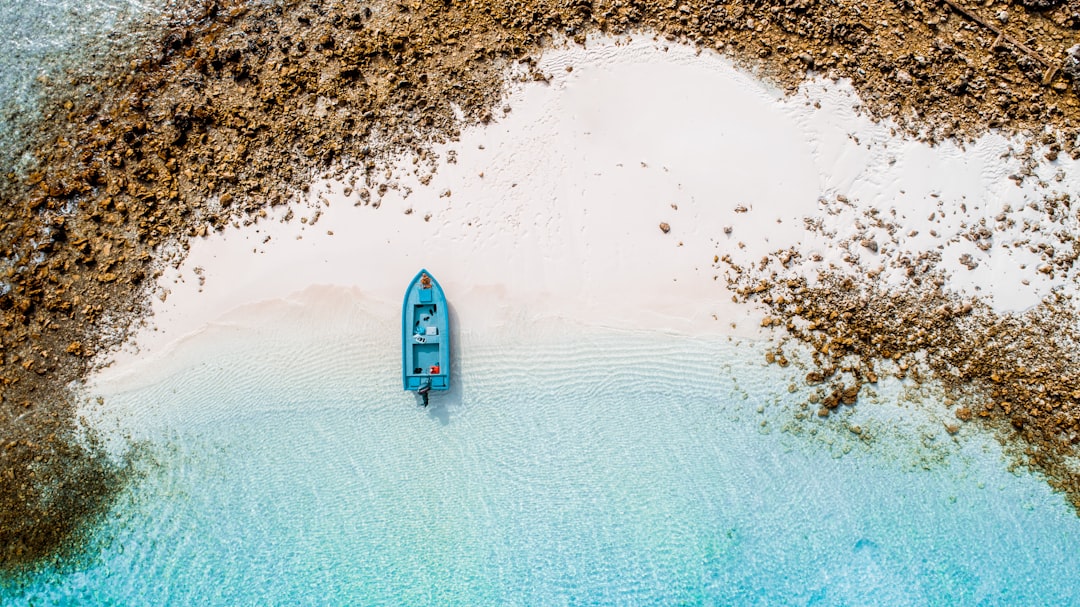 Safari Blue 2026: båtutflykt med snorkling och delfiner