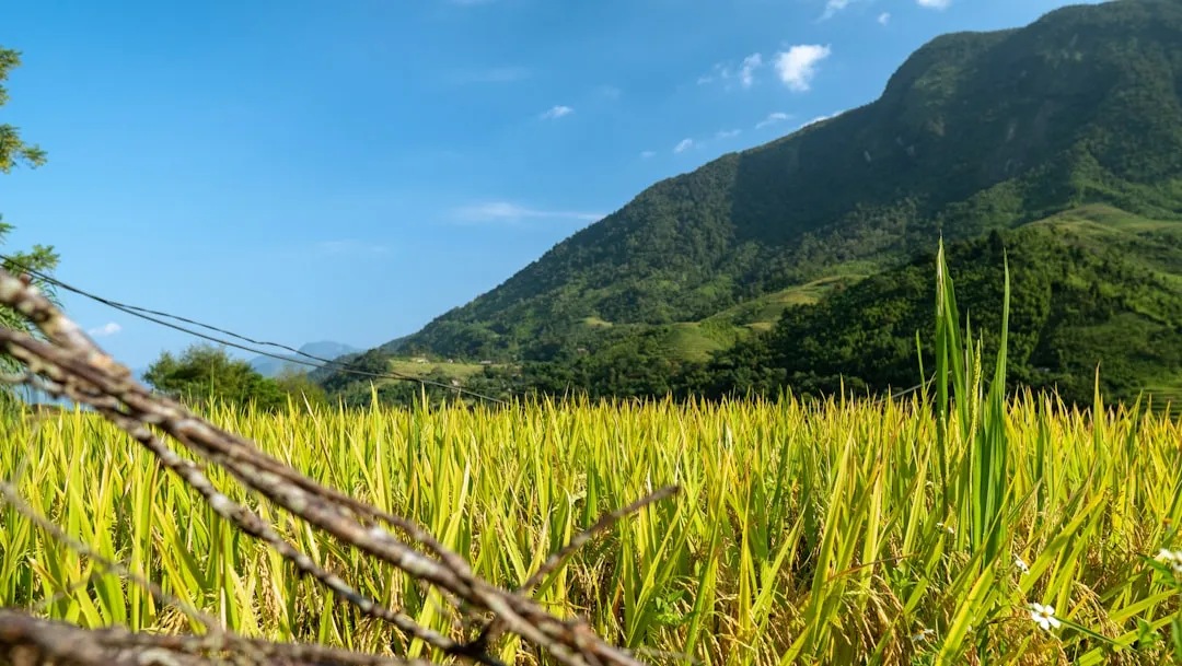 Sapa vs Da Lat — Vilken bergsstad ska du välja?