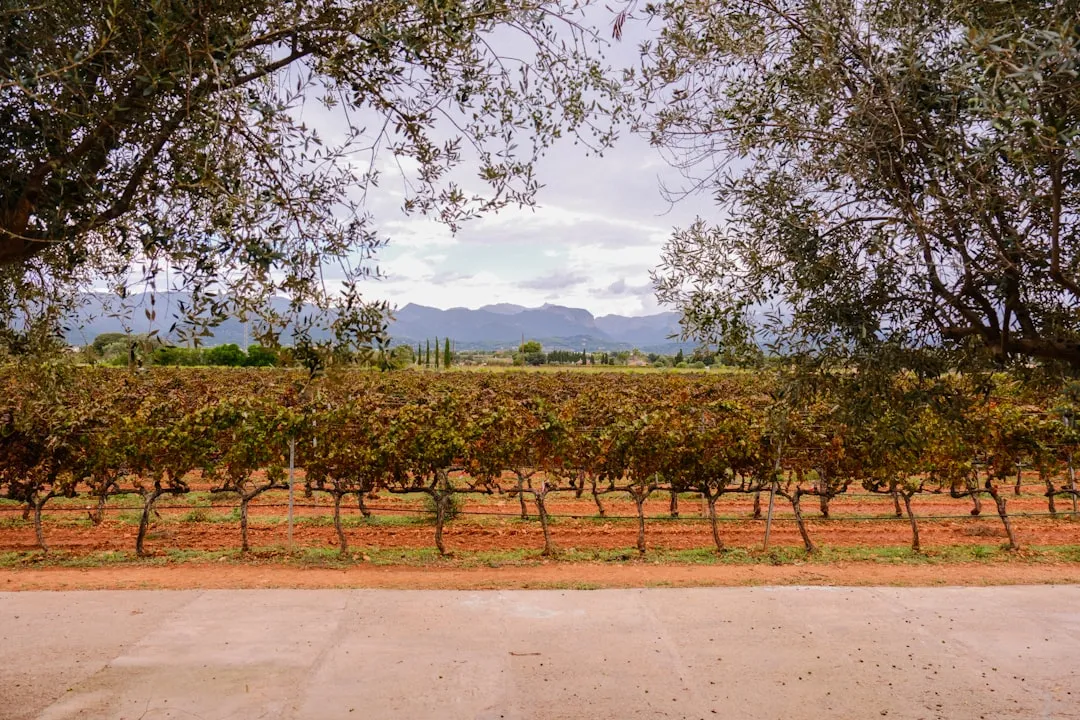 Vinresa i Spanien 2026 — Regioner, vingårdar och provningar