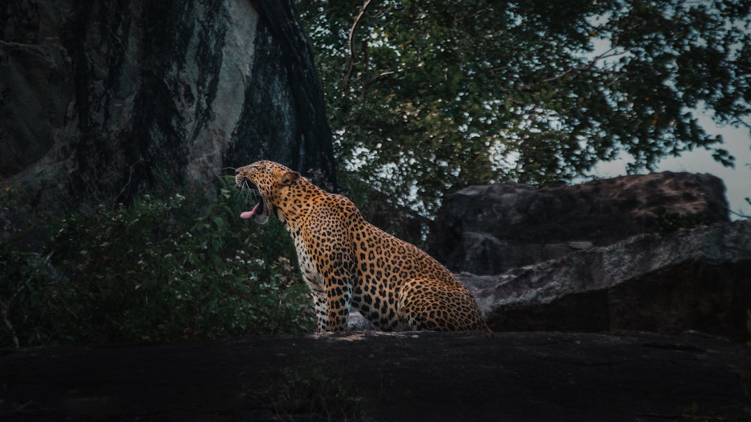 Safari på Sri Lanka 2026 – Yala, Udawalawe & bästa nationalparkerna