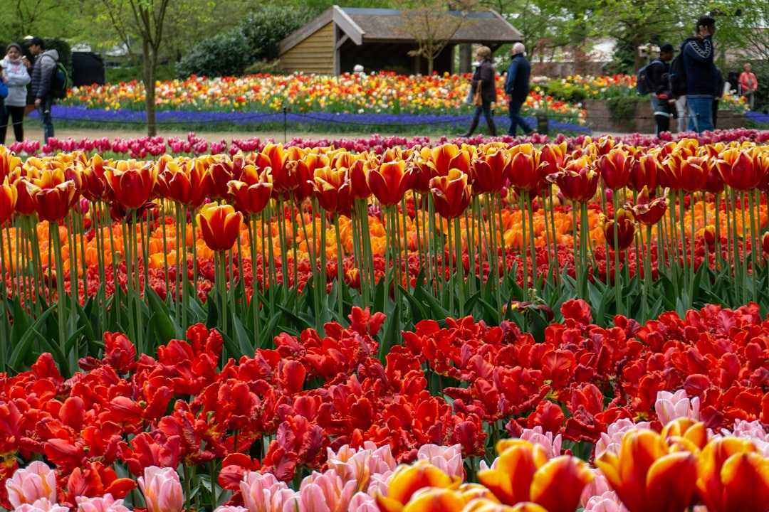 Tulpanresa till Holland & Keukenhof 2026 — guide