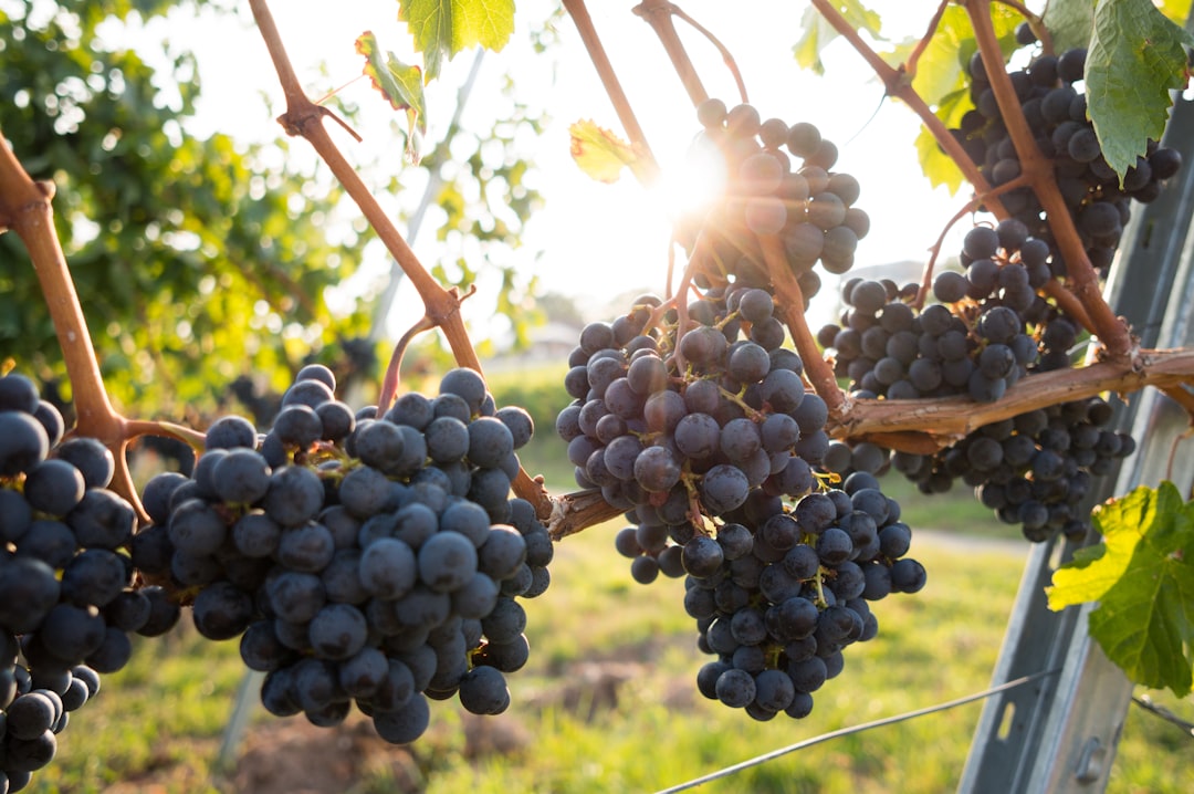 Vinresor 2026 — bästa vinresorna i Europa